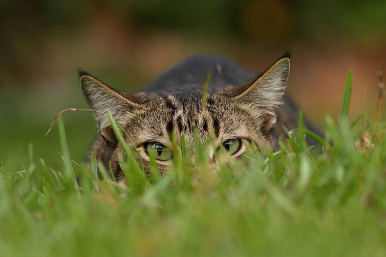 Los gatos son clasificados como especie invasora en Polonia.