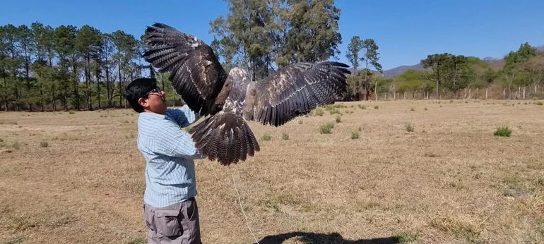 Ambiente: liberaron un águila mora que había sido rescatada
