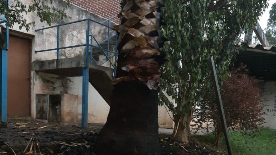 Vandalismo en Cuyaya: incendiaron la palmera de su vereda y podría