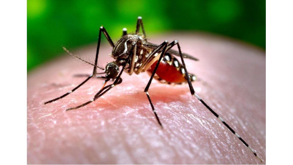 Chikungunya