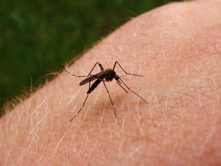 Ataque de los mosquitos en verano.