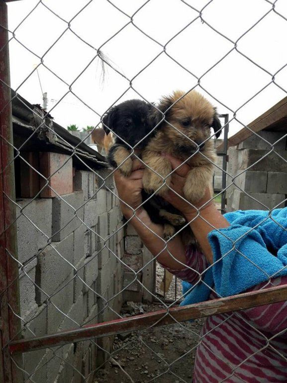 perros cachorritos