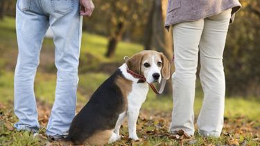 Una pareja se separó y una jueza estableció régimen de visitas para sus perros.&nbsp;