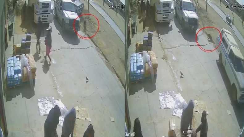 La camioneta atropella al animal y se da a la fuga. (Video&nbsp;La Quiaca Chavito 360)&nbsp;