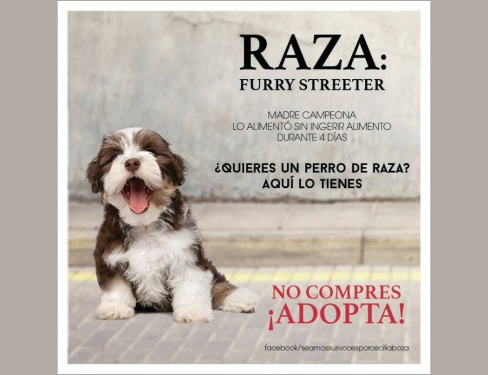 perros