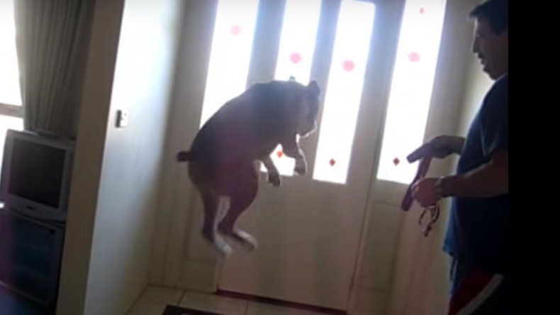 Es viral: el bóxer que se hizo famoso por sus ganas de salir a jugar