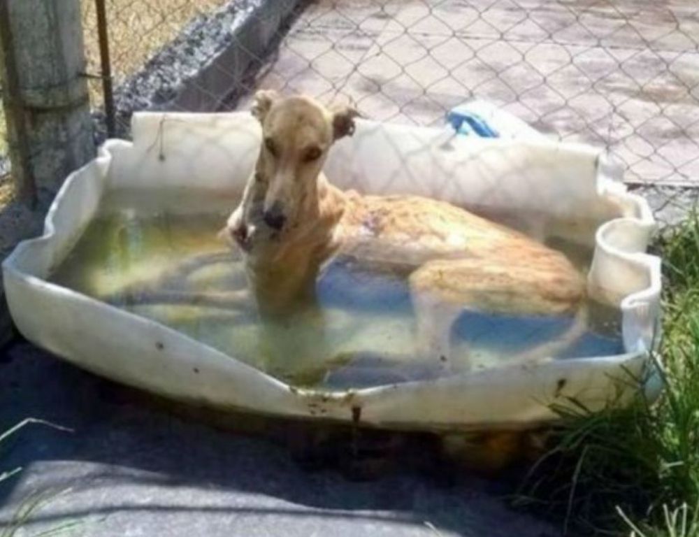 perros santafesino