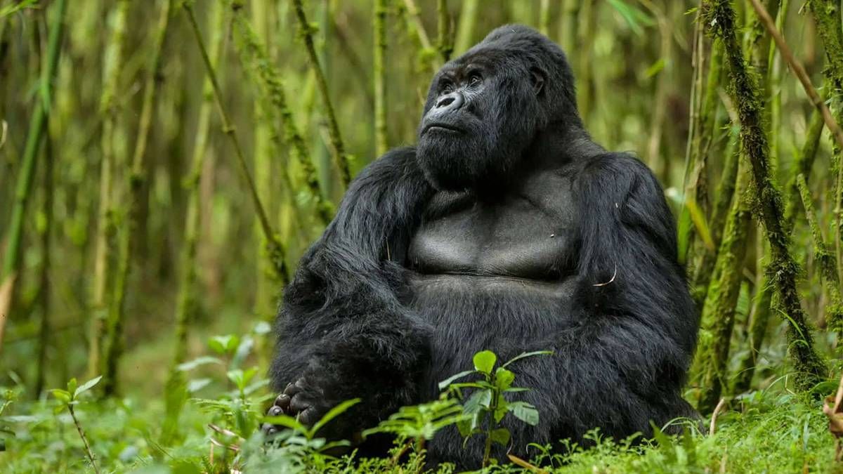 Alerta ambiental: siete especies en peligro de extinción en 2026 que encienden la preocupación mundial