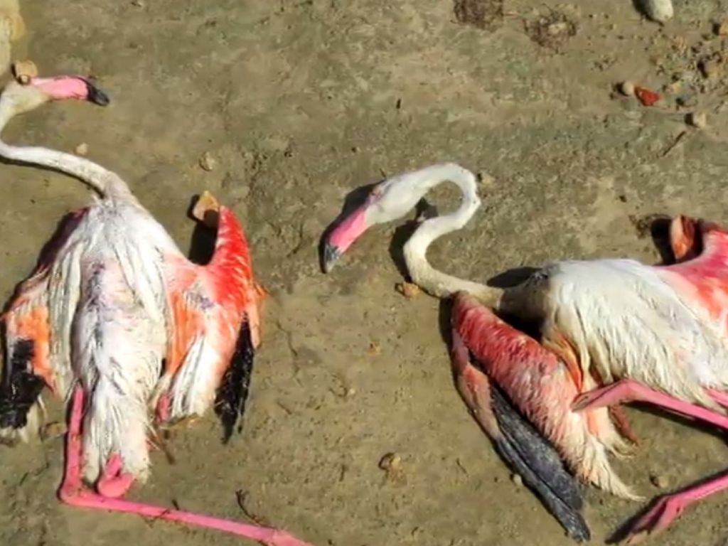 Mueren 300 flamencos en España