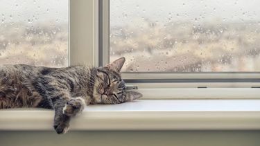 Su gata dormía mucho y la llevó al veterinario: la respuesta del especialista fue la menos esperada.