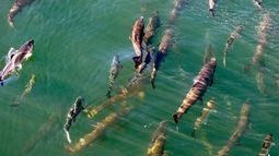 La ola de calor marina dará lugar a pérdidas masivas de especies marinas.