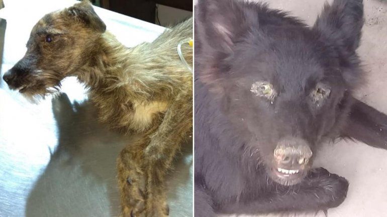 maltrato animal.jpg