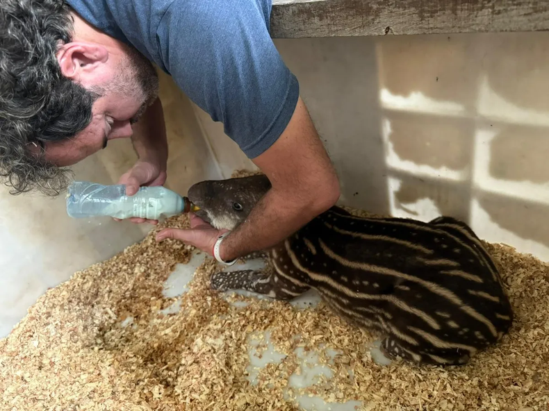 Rescate de tapir en Ledesma. Rescate de tapir en Ledesma.