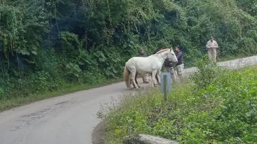 Secuestran ocho caballos sueltos en rutas de El Carmen Secuestran ocho caballos sueltos en rutas de El Carmen