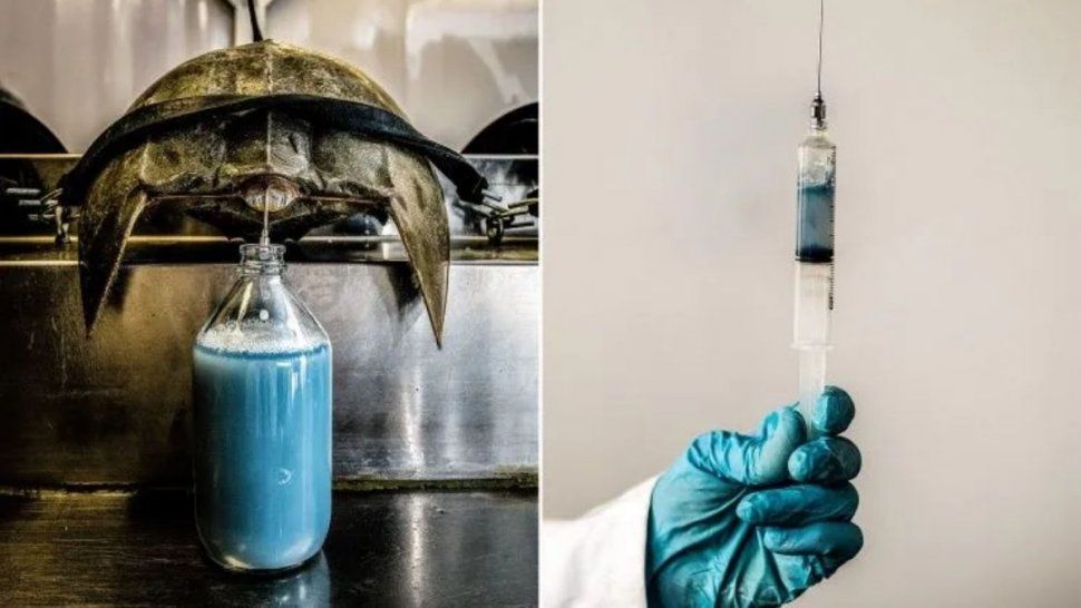 El litro de sangre azul cuesta 15 mil dólares