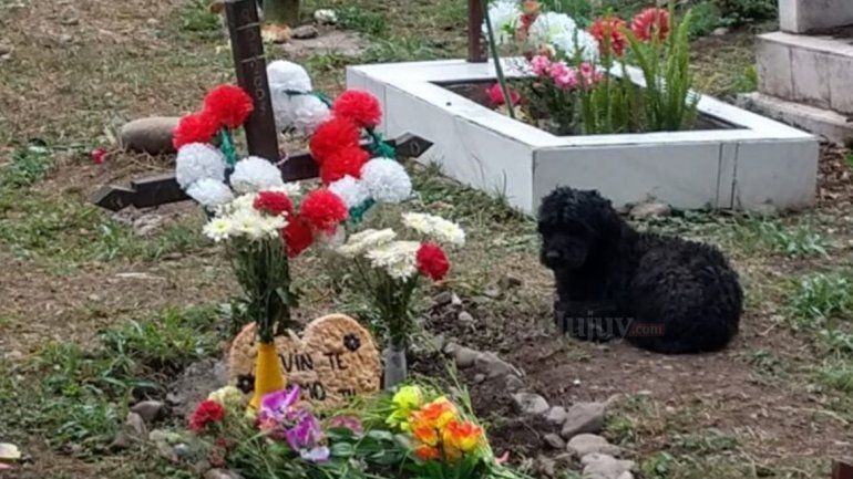 Perro en la tumba del dueño cementerio (1).jpg