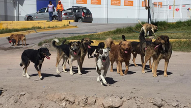 Superpoblación de mascotas.
