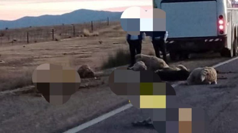 La Quiaca: un colectivo atropelló a un rebaño de ovejas que se cruzó de forma repentina