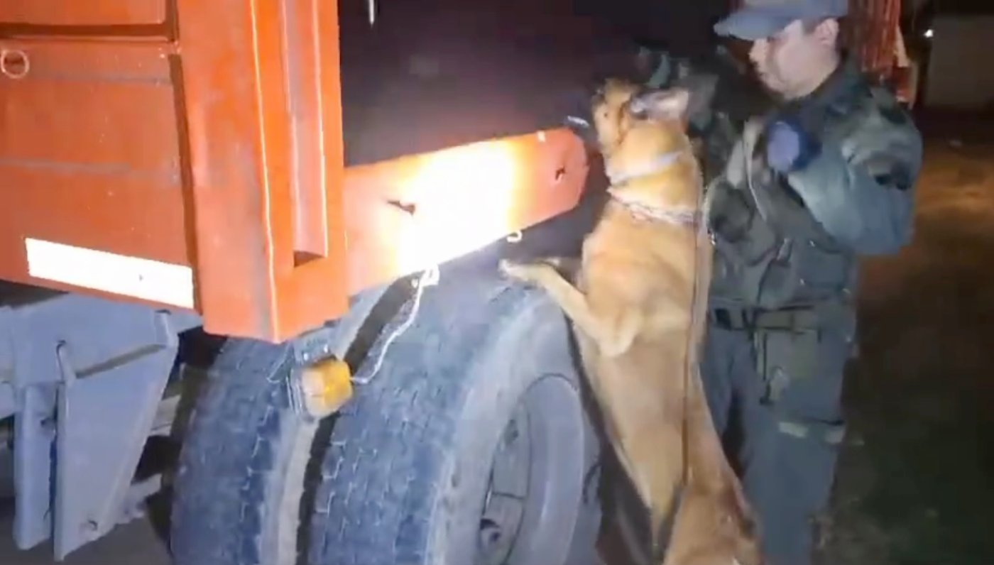 El perro en acción.