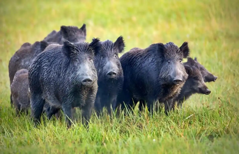 El Ministerio de Desarrollo Agrario de la provincia de Buenos Aires dio un paso clave en la regulación y el combate de “una de las amenazas más persistentes para la biodiversidad y la producción agropecuaria local”: el jabalí europeo.