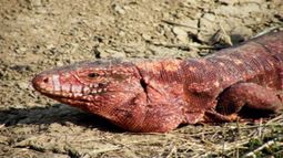 La caza de iguanas coloradas se llevará a cabo en determinadas zonas de la provincia y estará sujeta a un estricto control.