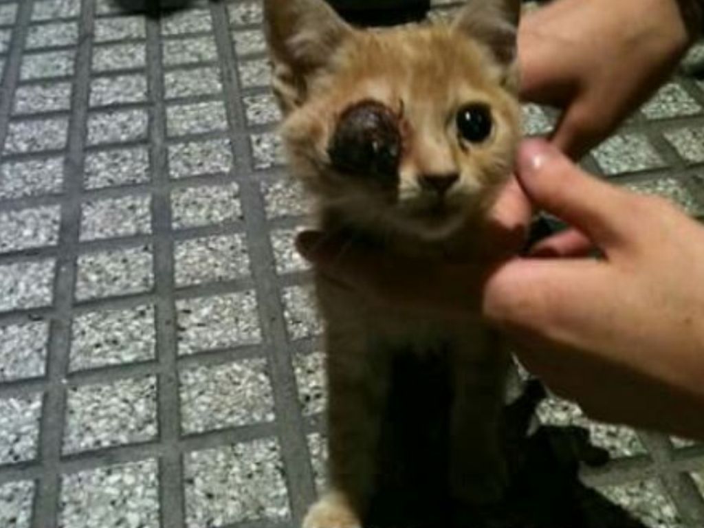 Leona antes de su rescate