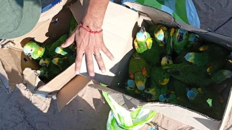 Rescatan 25 loros en Salta y liberan nueve aves silvestres en su hábitat natural