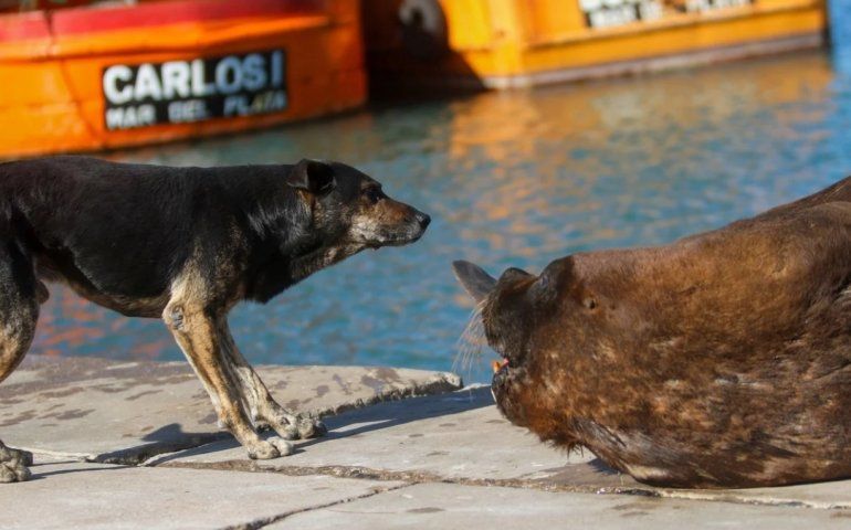 Animales en las ciudades5.jpg