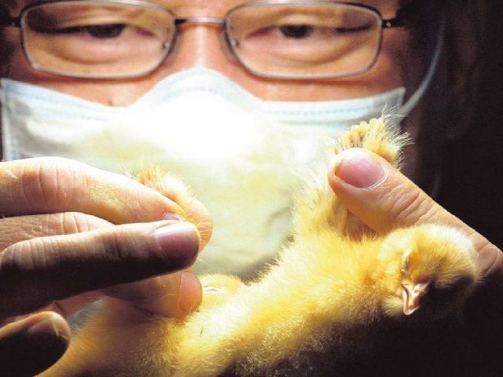 Sexador de pollos