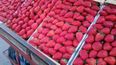 por que bajo el precio de la frutilla en jujuy y cuanto cuesta hoy el kilo
