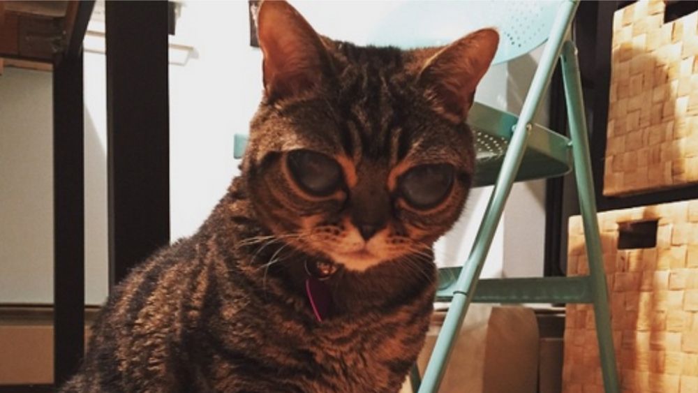 Gata Matilda
