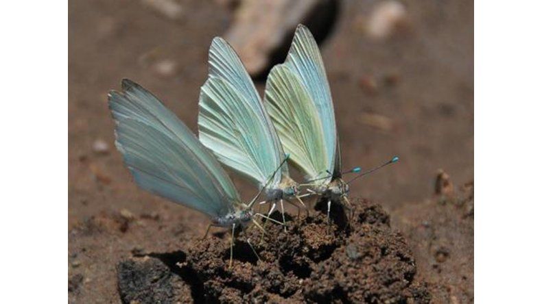 Mariposas Blancas "Pirpintos"