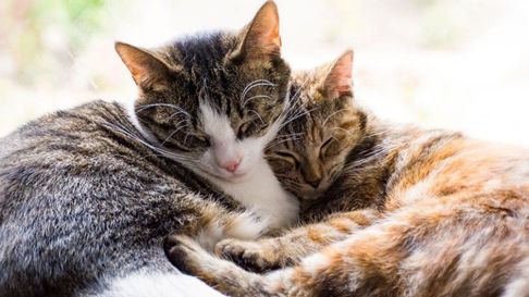 Todo Jujuy | Mascotas: ¿Qué significa que mi gato ronronee y porqué lo hace?