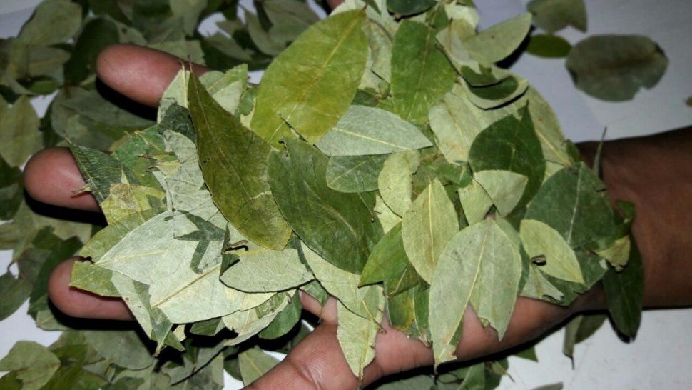 Volvió a subir la hoja de coca en Jujuy