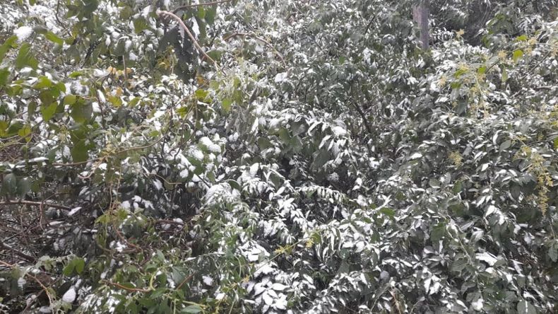 Las mejores fotos de la primera nevada en Jujuy: Los Nogales y Yala