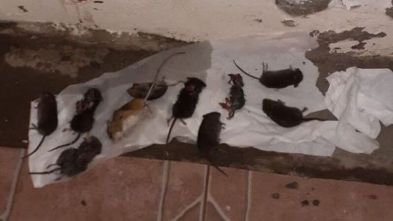 Invasión de ratas en la cordillera: cierran accesos a lagos y hay preocupación
