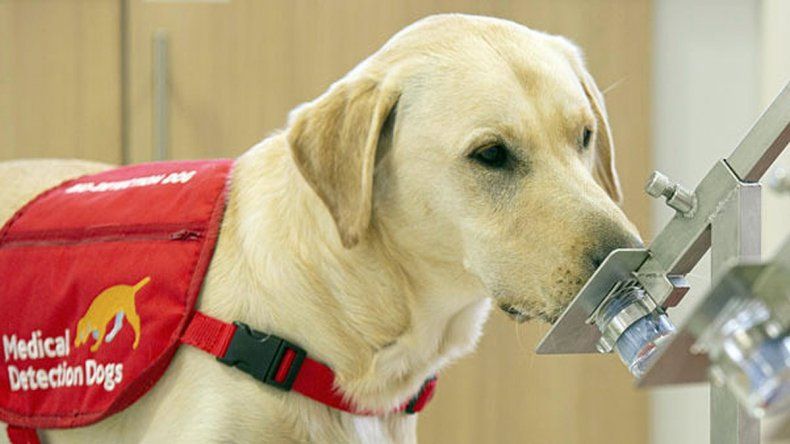 La cepa británica podría afectar a animales