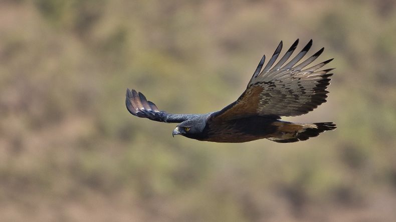 Buscan proteger al ave rapaz más grande de Sudamérica que habita en Jujuy, el águila Poma