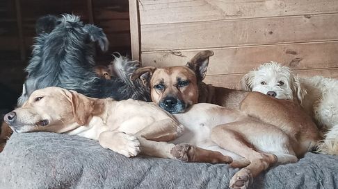 Todo Jujuy | hogar san roque - perros rescatados (1)