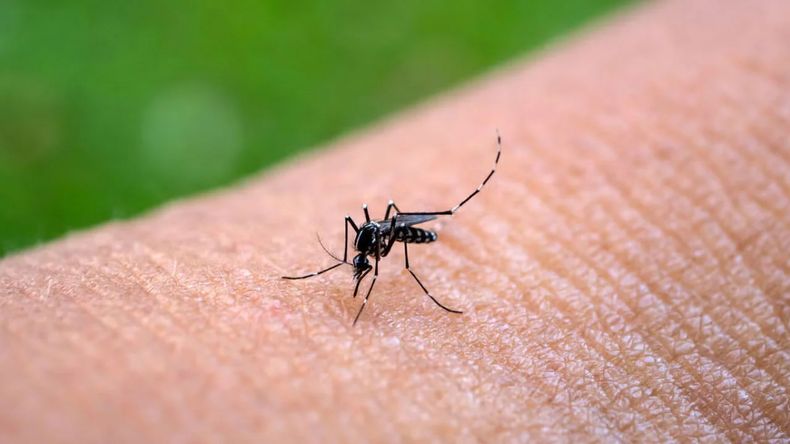 Preocupa el avance del chikungunya, hay más de mil casos en San Martín.