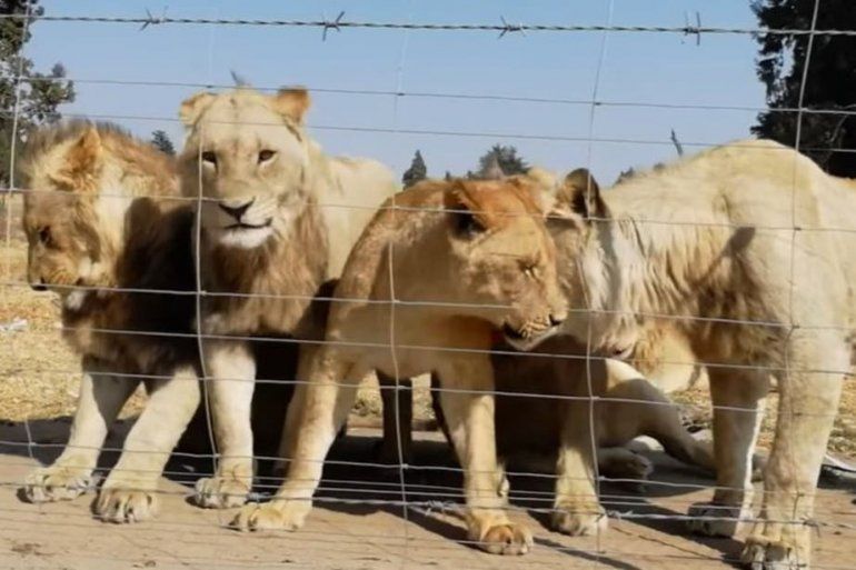 leones.jpg