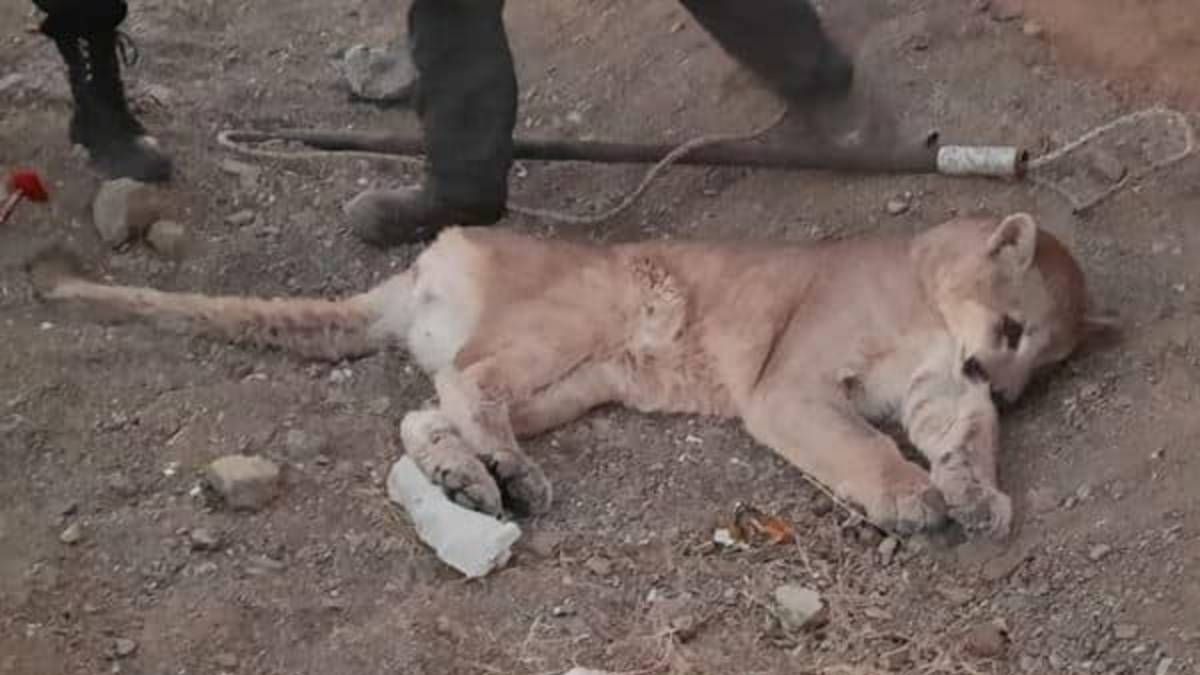 Atropellaron a un puma en Ruta 9 y fue asistido por el CAFAJu
