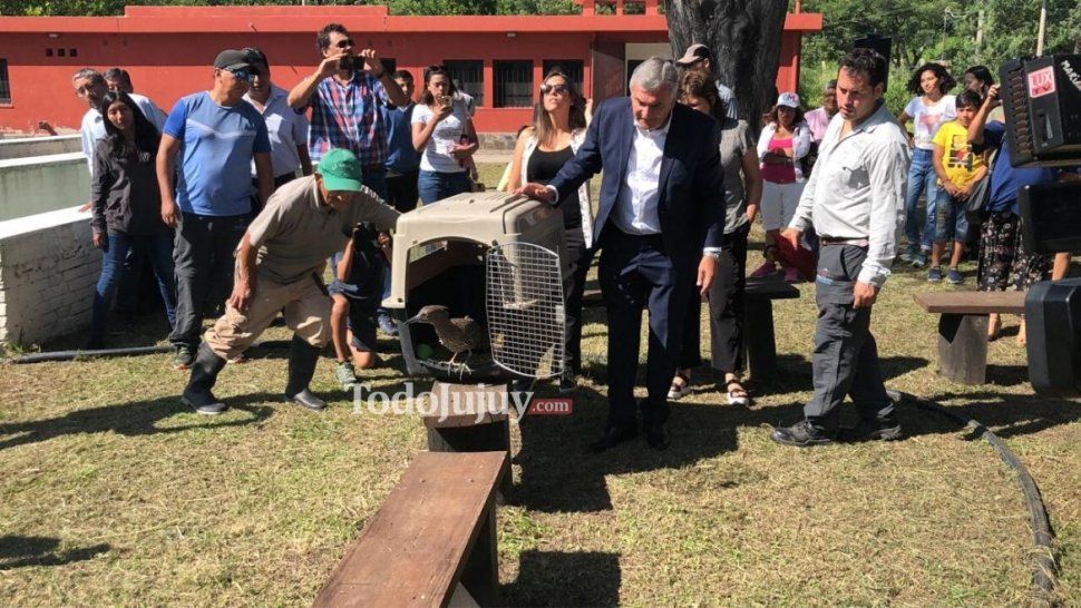 tras ser recuperados, liberaron a varios animales silvestres en el carmen