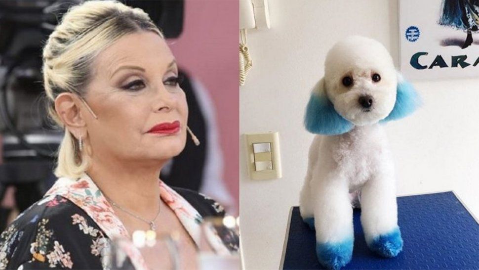 Acusaron a Carmen Barbieri por maltrato animal