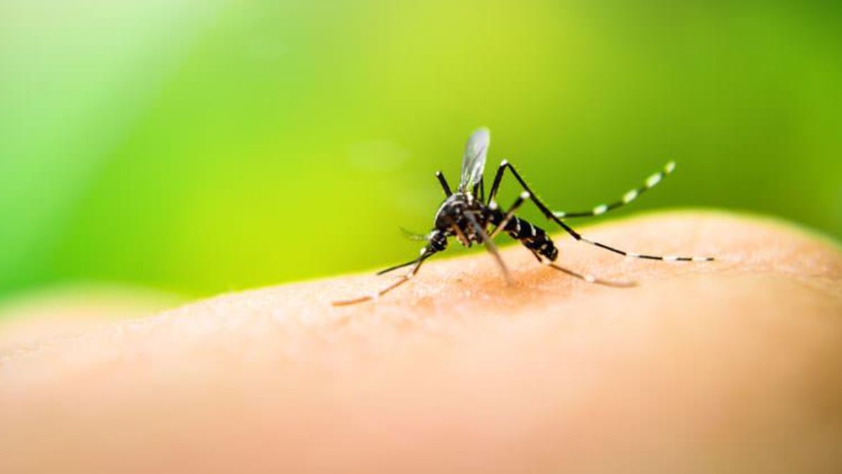 Casos de dengue en Jujuy