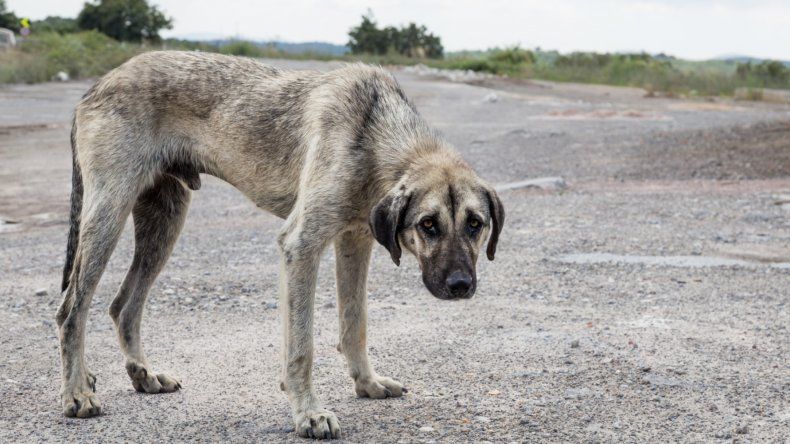 El maltrato animal entre una sociedad más violenta y los pedidos de mayores penas