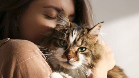 Todo Jujuy | Cuáles son los beneficios de tener un gato para la salud