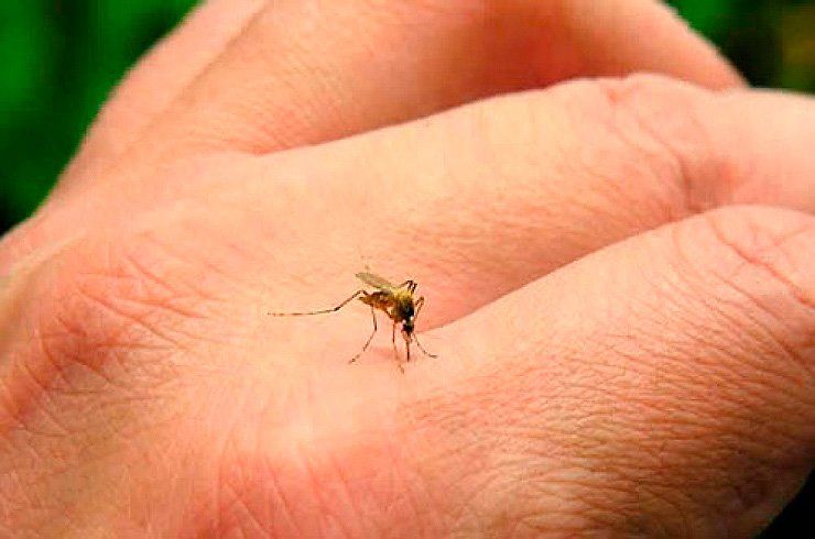 Casos de dengue en Argentina