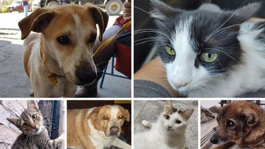 Maltrato animal en Jujuy.