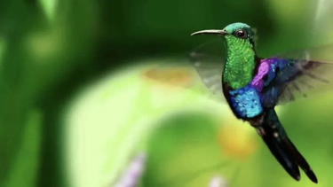 Qué significa que un colibrí visite tu casa